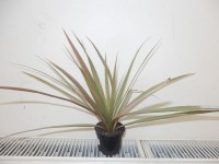 /album/pokojovky1/dracaena-bicolor-jpg/